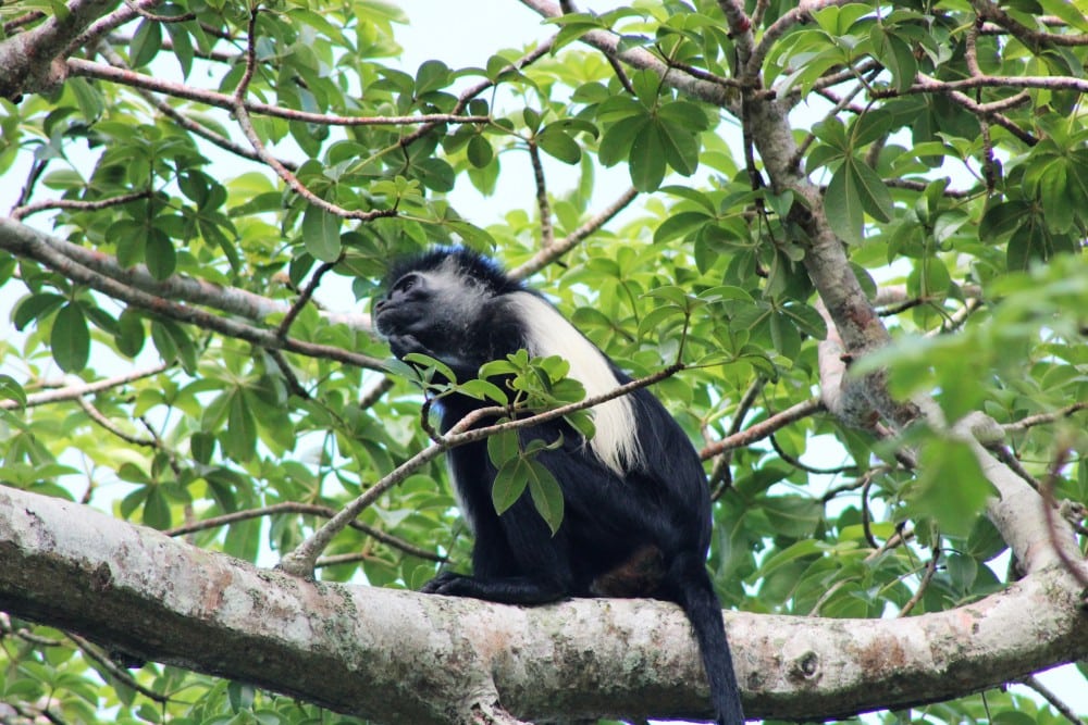 Angolan black and white Colobus Monkey, unique to the Shimoni Cost, Kenya